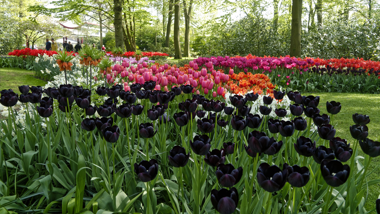 20140423 132230 Keukenhof Gardens, Lisse, South Holland, Netherlands